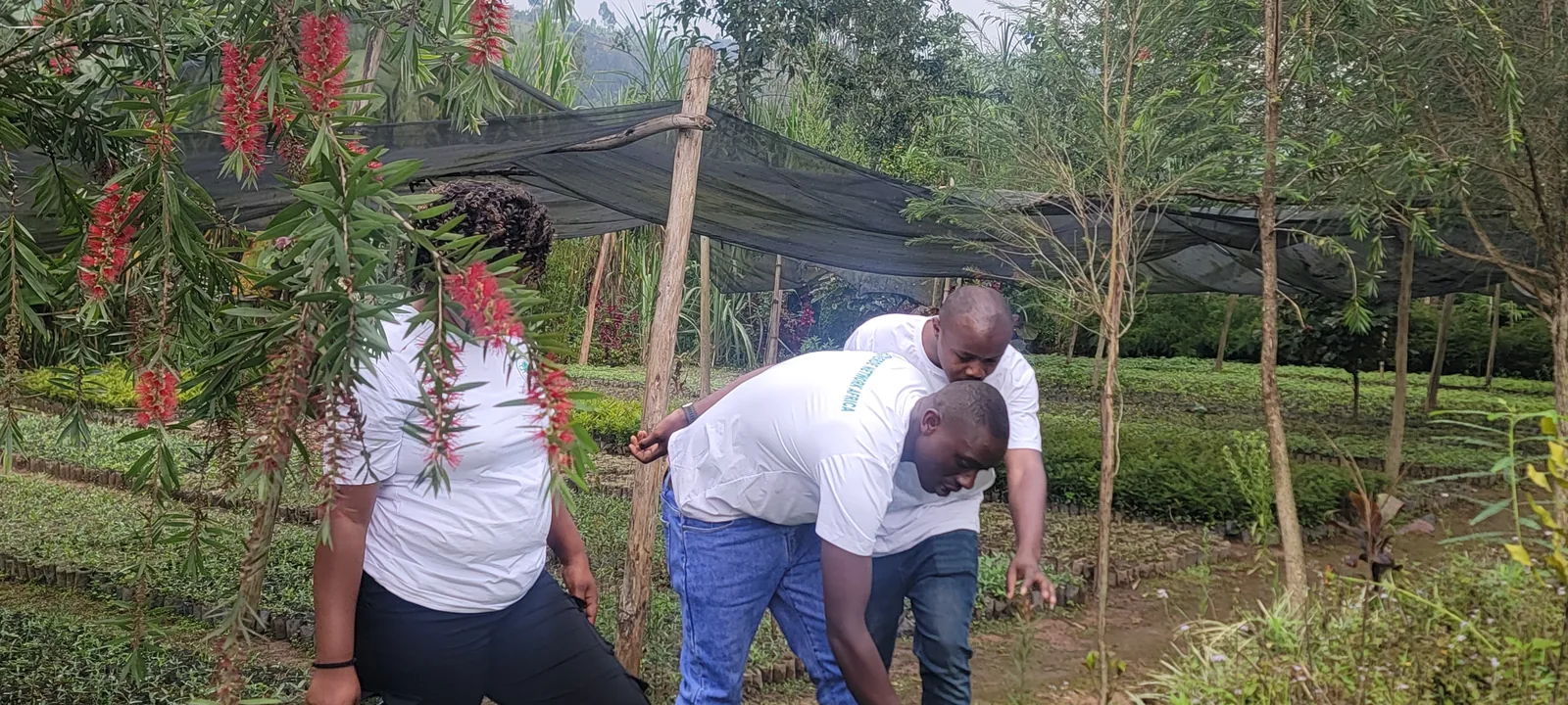 EcoVerde volunteers tending seedlings in a nursery